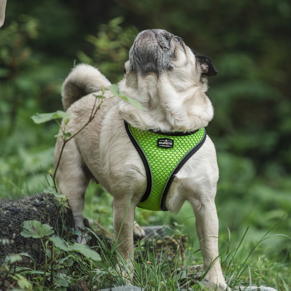 Tail Protector™ Dog Harness