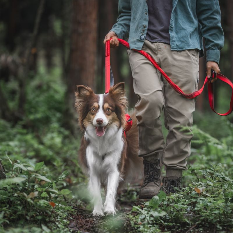 Tail Protector™ Dog Harness