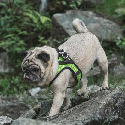 Tail Protector™ Dog Harness