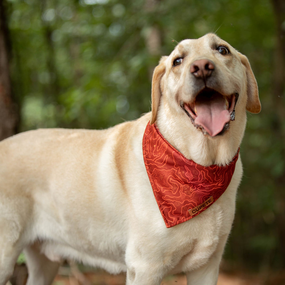 Tail Protector™ Dog Harness