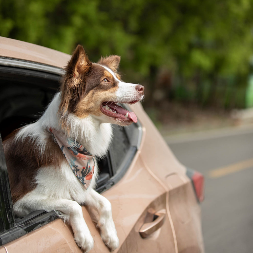 Tail Protector™ Dog Harness