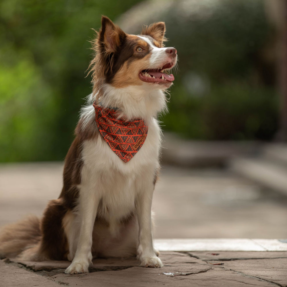 Tail Protector™ Dog Harness